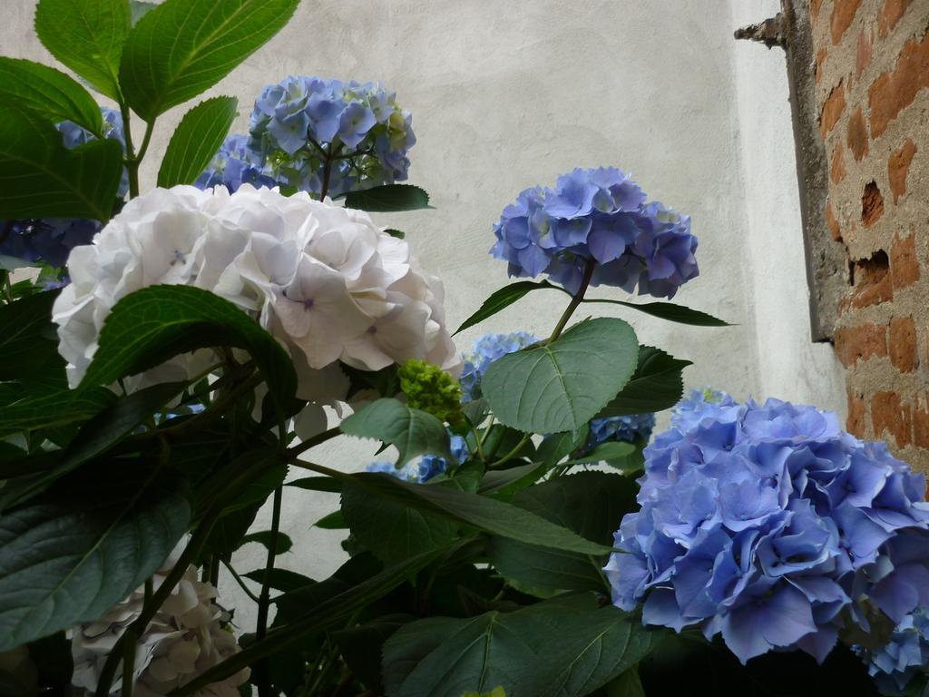 L'Adele Bed & Breakfast Occimiano Εξωτερικό φωτογραφία